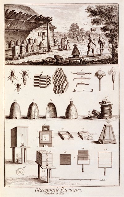 Beekeeping, from 